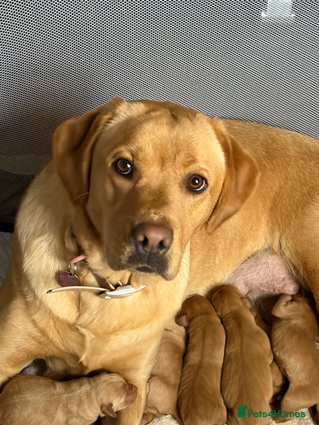 Labrador Retriever dogs for sale: Labrador  in Dorchester - Advert 1