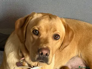 Labrador Retriever dogs Labrador in Dorchester - Advert 1