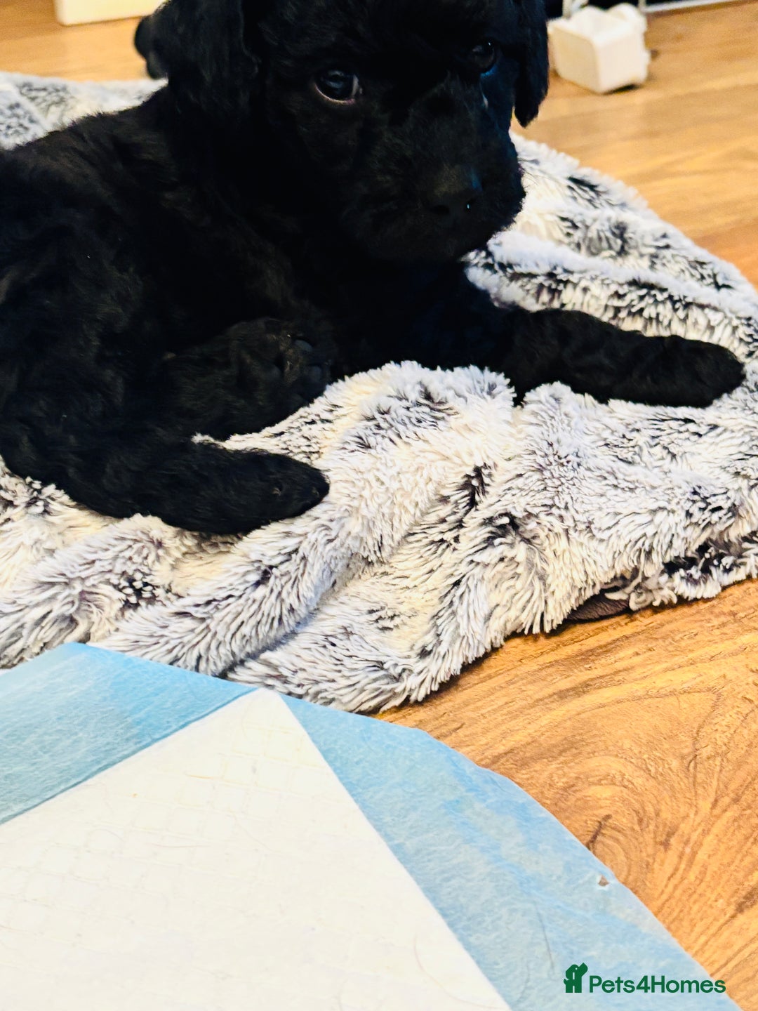 Labradoodle dogs for sale: Miniature Labradoodles - Advert 7