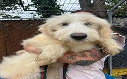 Mixed Breed dogs for adoption: Poppy - Norwich Norfolk  - Image 14