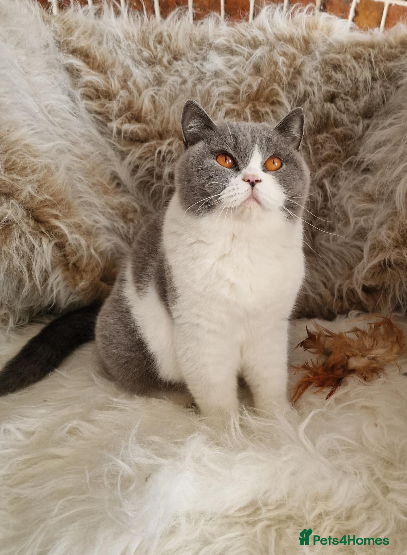 British Shorthair cats Tica Reg Adult British Shorthair Girl  - Advert 2