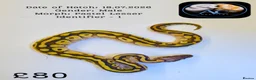 Python Snake reptiles for sale: Ball Pythons for Sale - Advert 4