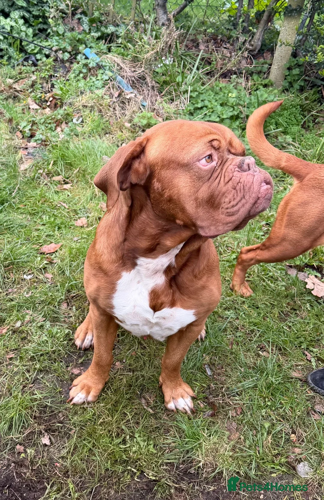 Dogue De Bordeaux dogs for stud: Dogue De Bordeaux proven Stud champion in blood - Advert 2