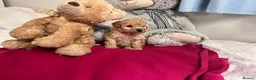 Miniature Poodle dogs for sale: 🐾 Adorable  Poodle Puppies for Sale! 🐾 - Advert 17