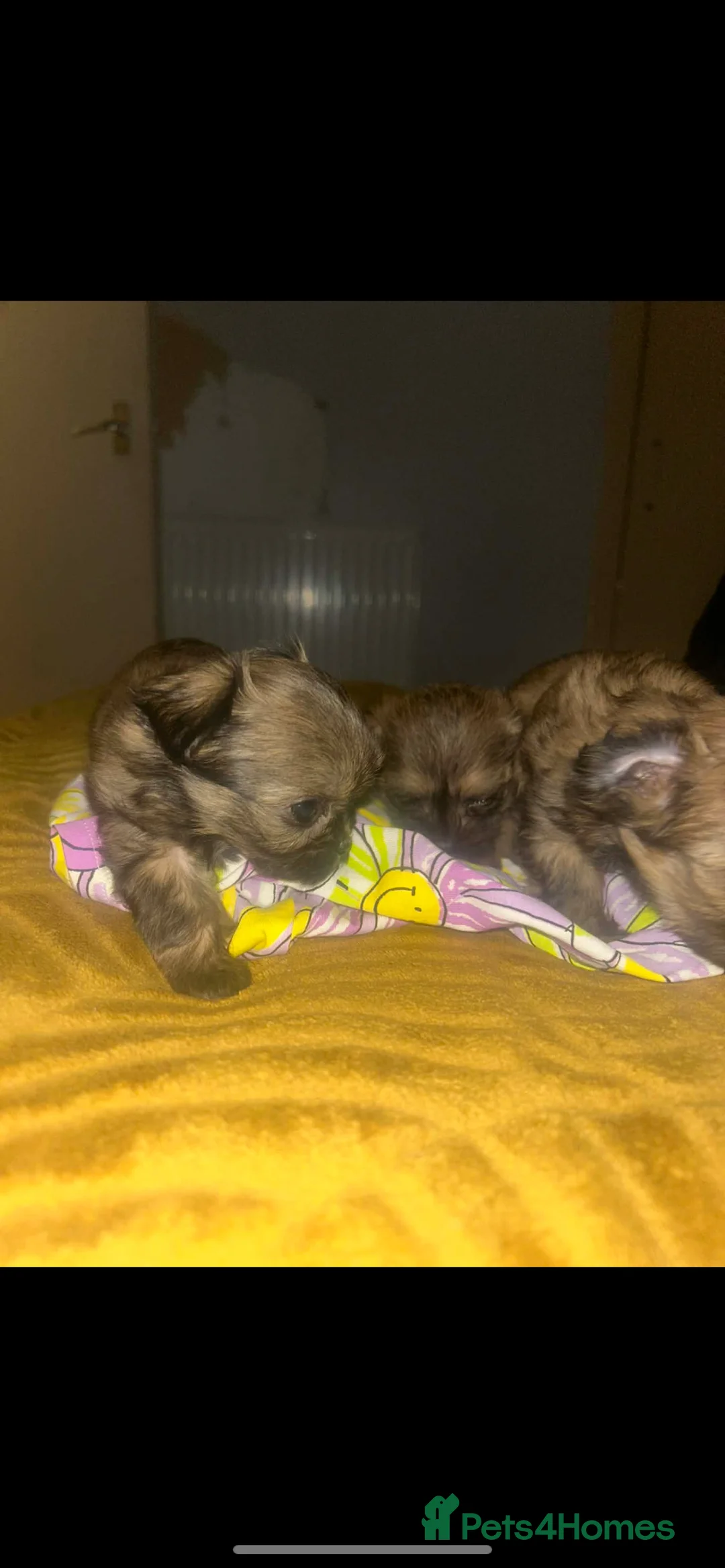 Mixed Breed dogs for sale: For sale  - Advert 5