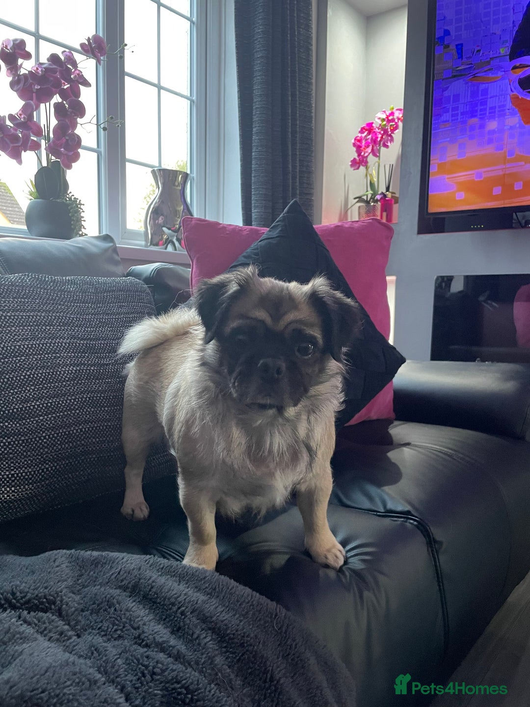 Pug dogs for sale: Beautiful KC Reg spayed fluffy pug needs home 💖 - Advert 6