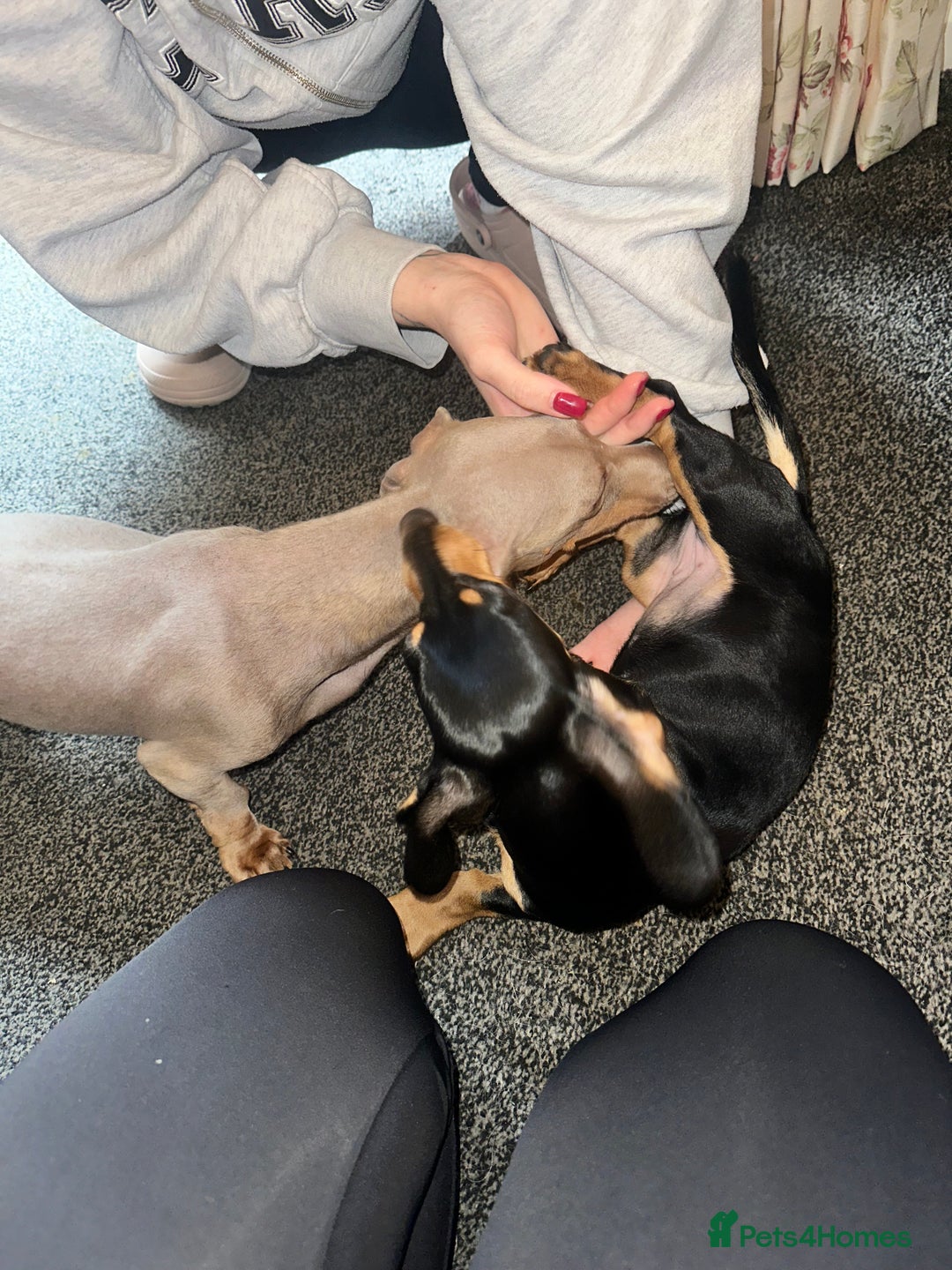 Miniature Dachshund dogs for sale: Last remaining Black and Tan girl  - Image 8