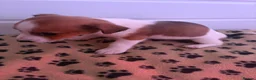 Jack Russell dogs for sale: Mini jack Russell puppies - Advert 22