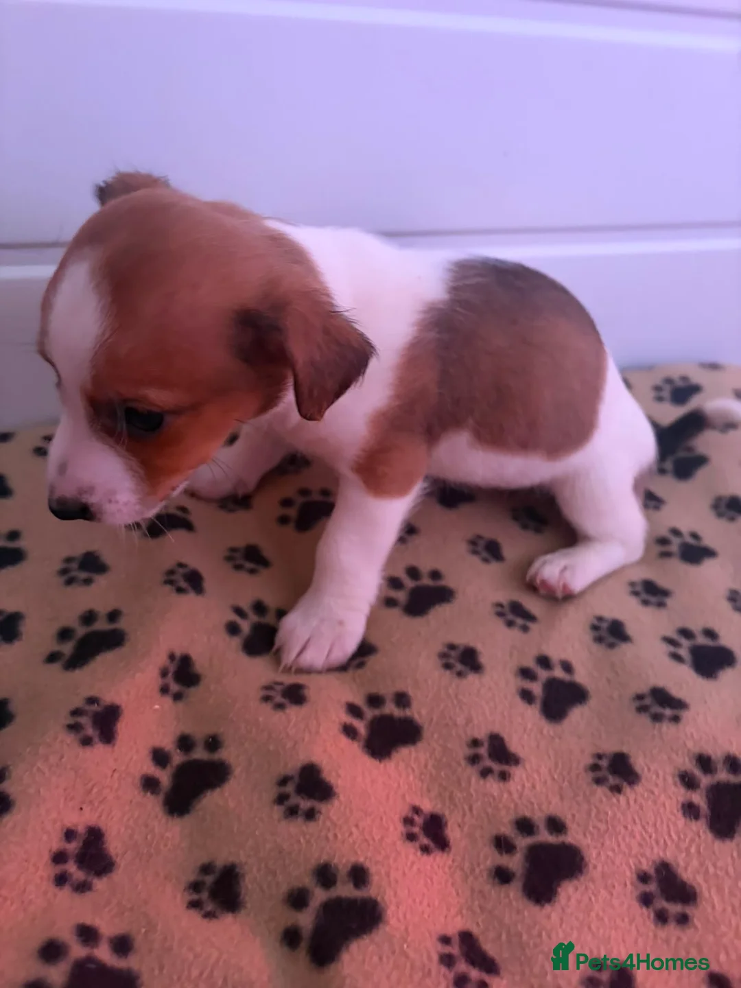 Jack Russell dogs for sale: Mini jack Russell puppies - Advert 22