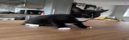 Mixed Breed cats for sale: Adorable Kittens Ready for Their New Hom - Advert 13