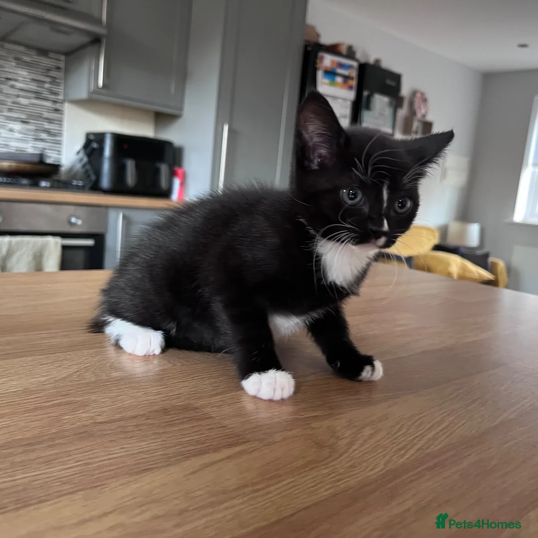 Mixed Breed cats for sale: Adorable Kittens Ready for Their New Hom - Advert 13