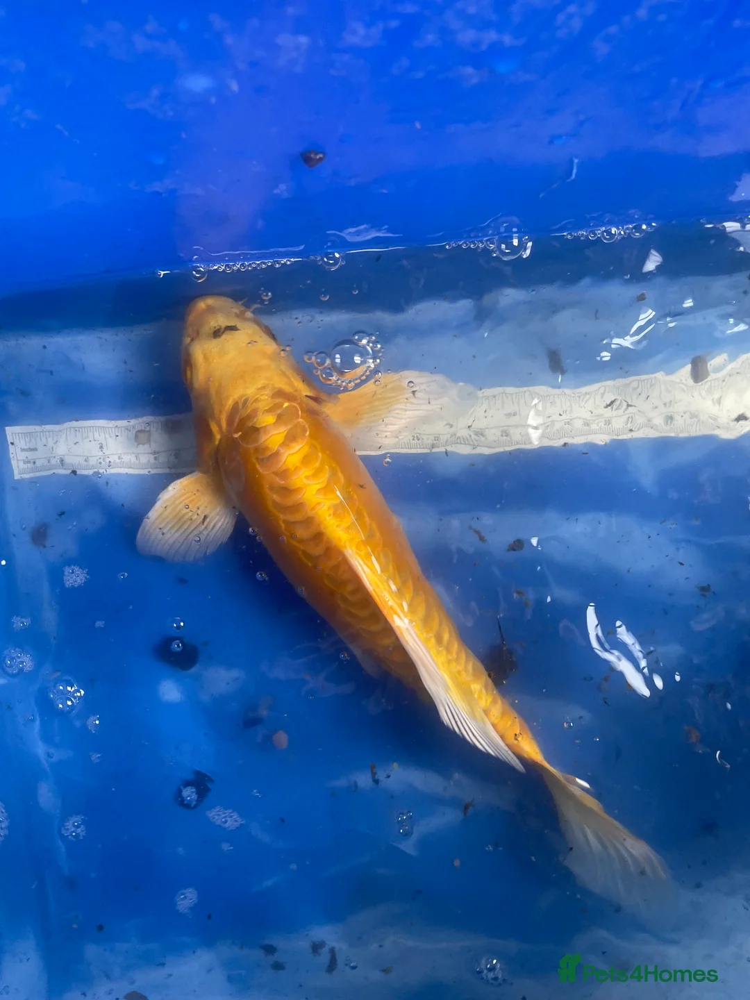 Koi Carp fish for sale: Koi carp and butterfly koi  - Advert 31