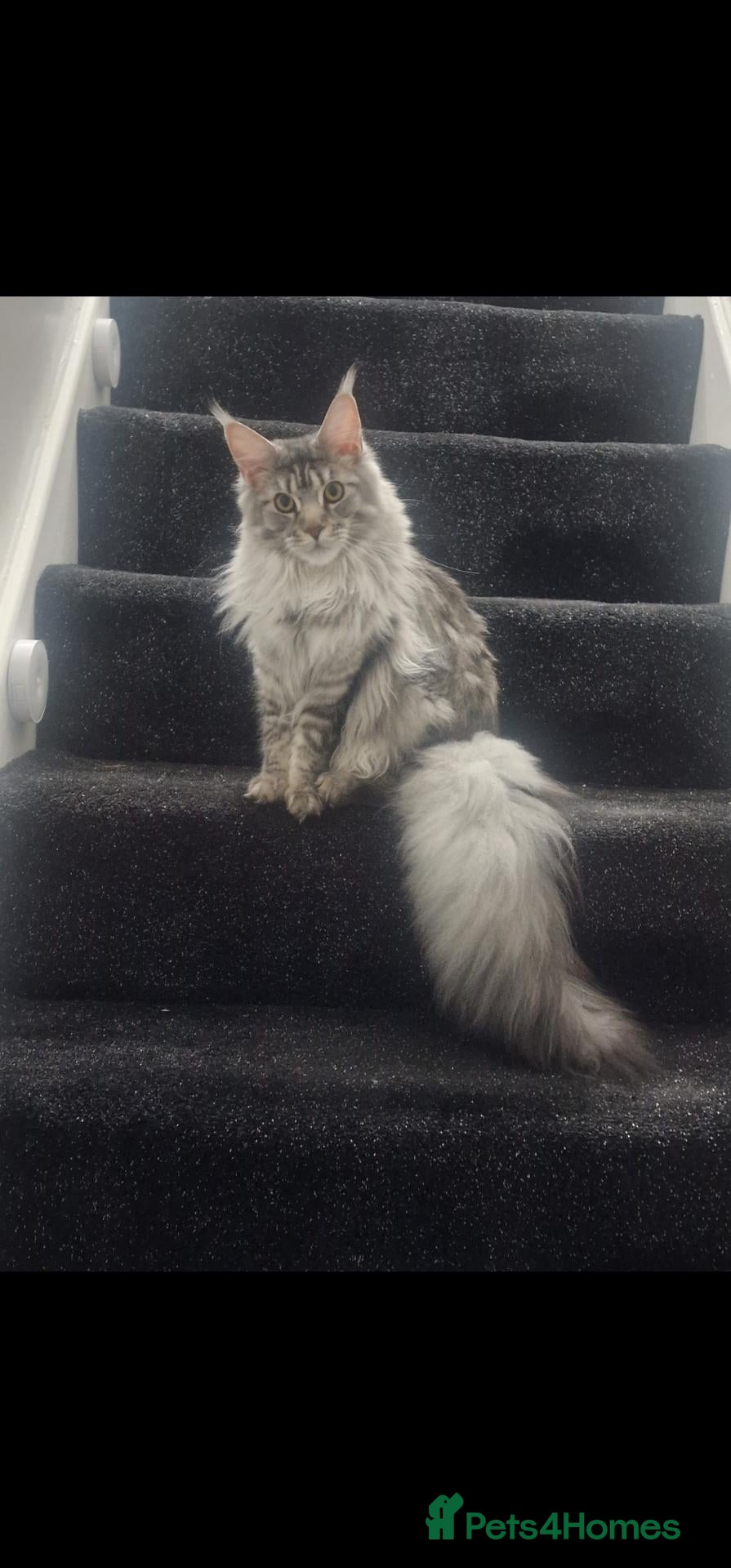 Maine Coon cats Female  maincoon  - Advert 2