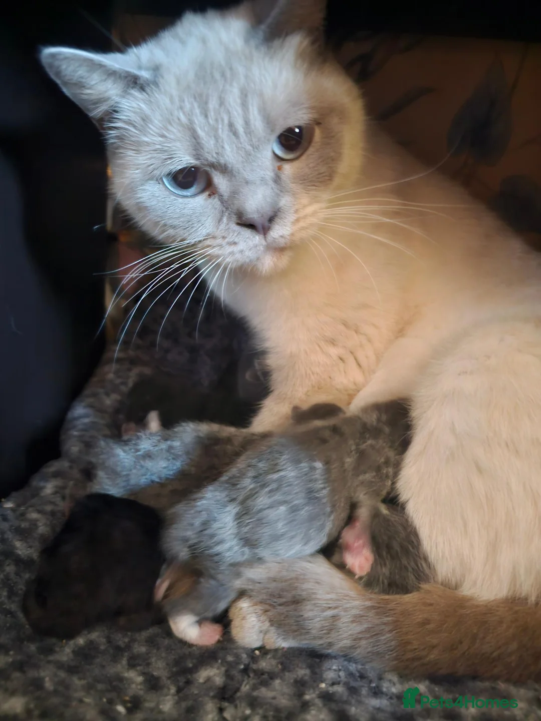 British Shorthair cats for sale: Half British shorthair cross DSH black & Tuxedo  in Sowerby Bridge - Advert 1