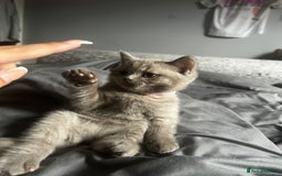 British Shorthair cats for sale: Beautiful female BSH  - Image 2