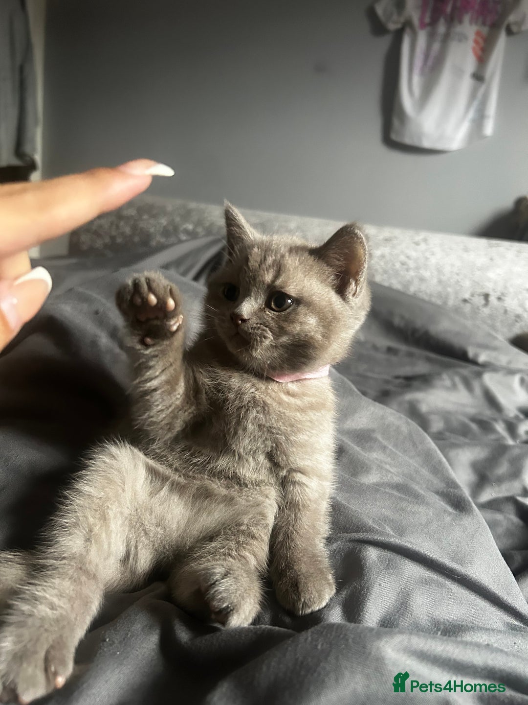 British Shorthair cats for sale: Beautiful female BSH  - Image 2