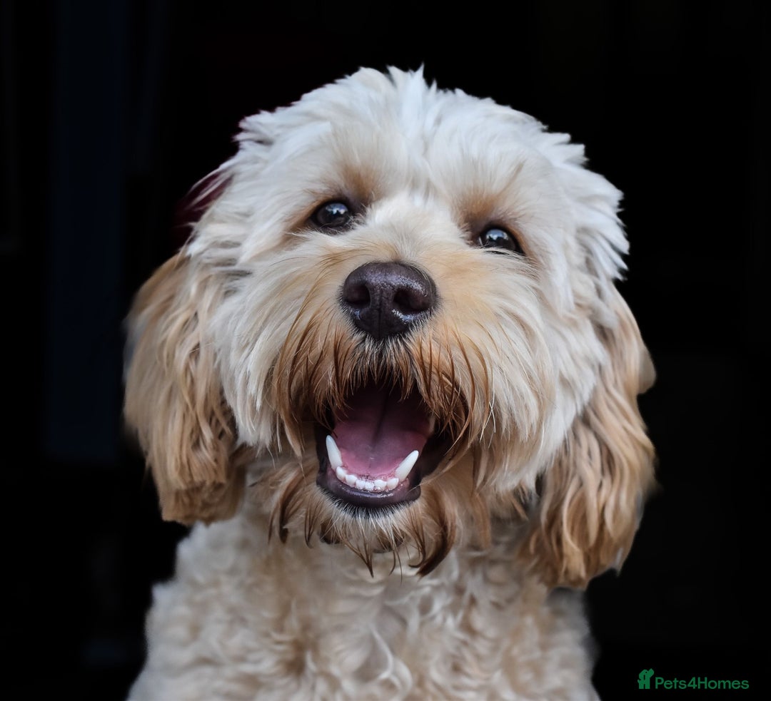 Cockapoo dogs for sale: F2 cockapoo puppies! - Advert 14