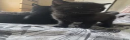Mixed Breed cats for sale: Kittens for sale in Croydon - Advert 4