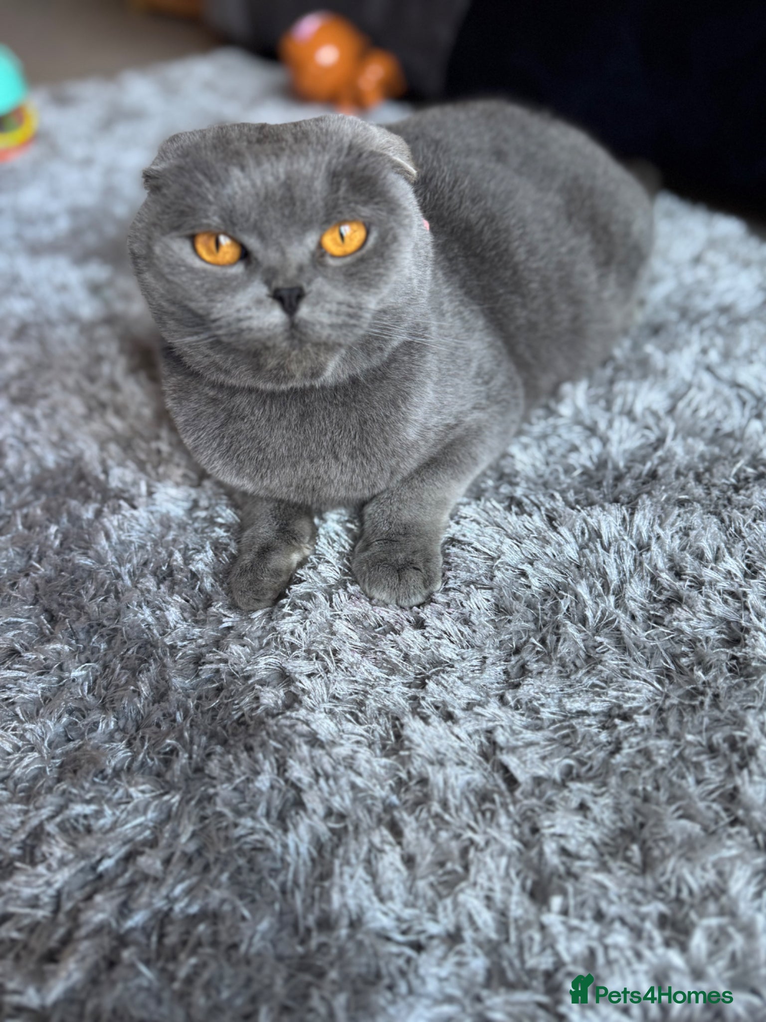 Scottish Fold cats Beautiful scotish fold  - Advert 2