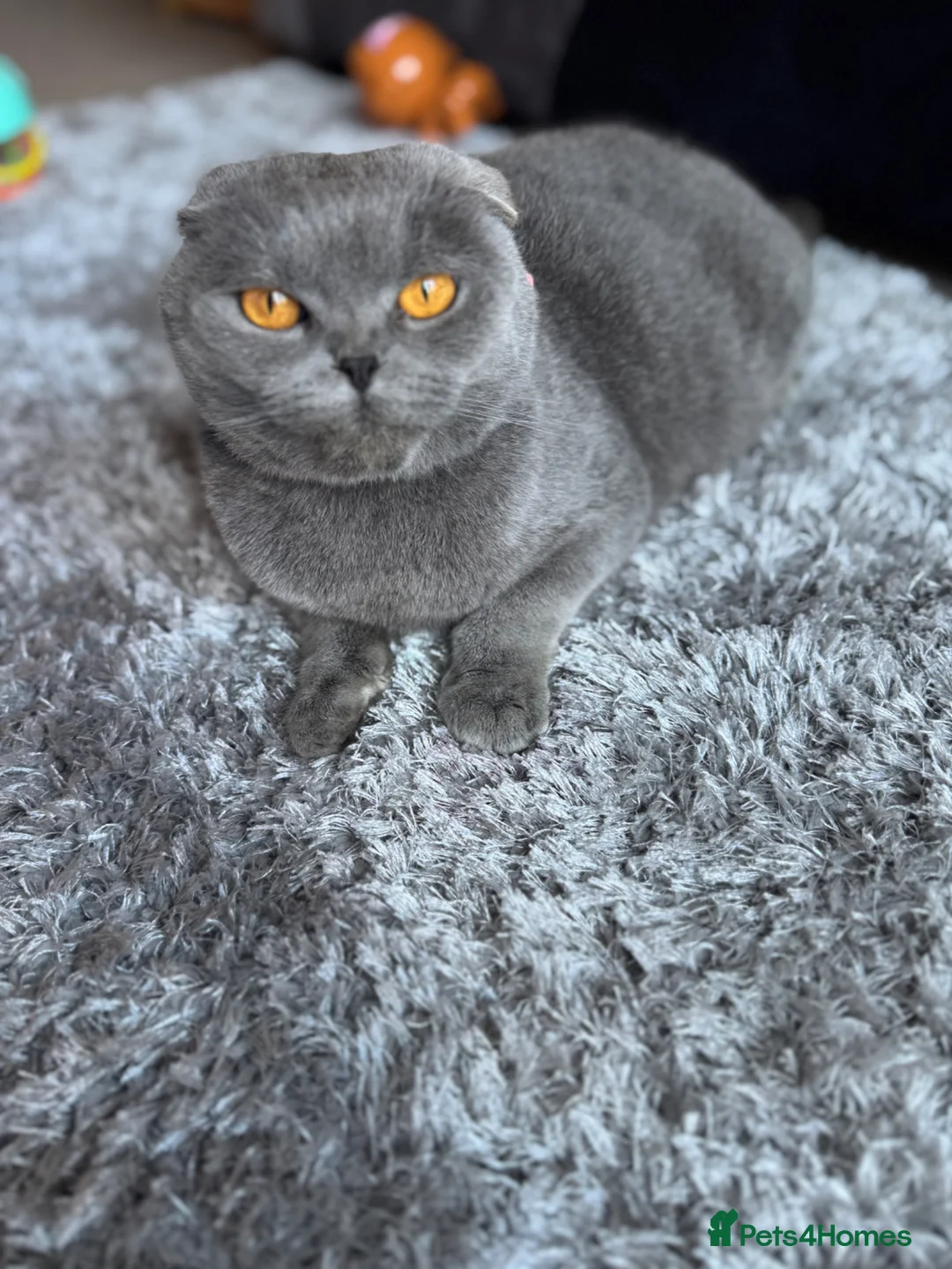 Scottish Fold cats for sale: Beautiful scotish fold  - Advert 1