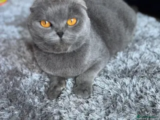 Scottish Fold cats Beautiful scotish fold - Advert 1