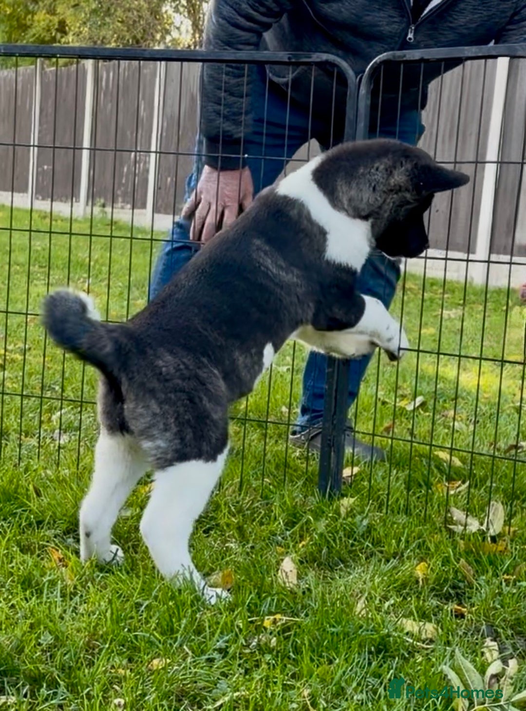 Akita dogs for sale: Quality KC Registered American Akita Puppies - Advert 30