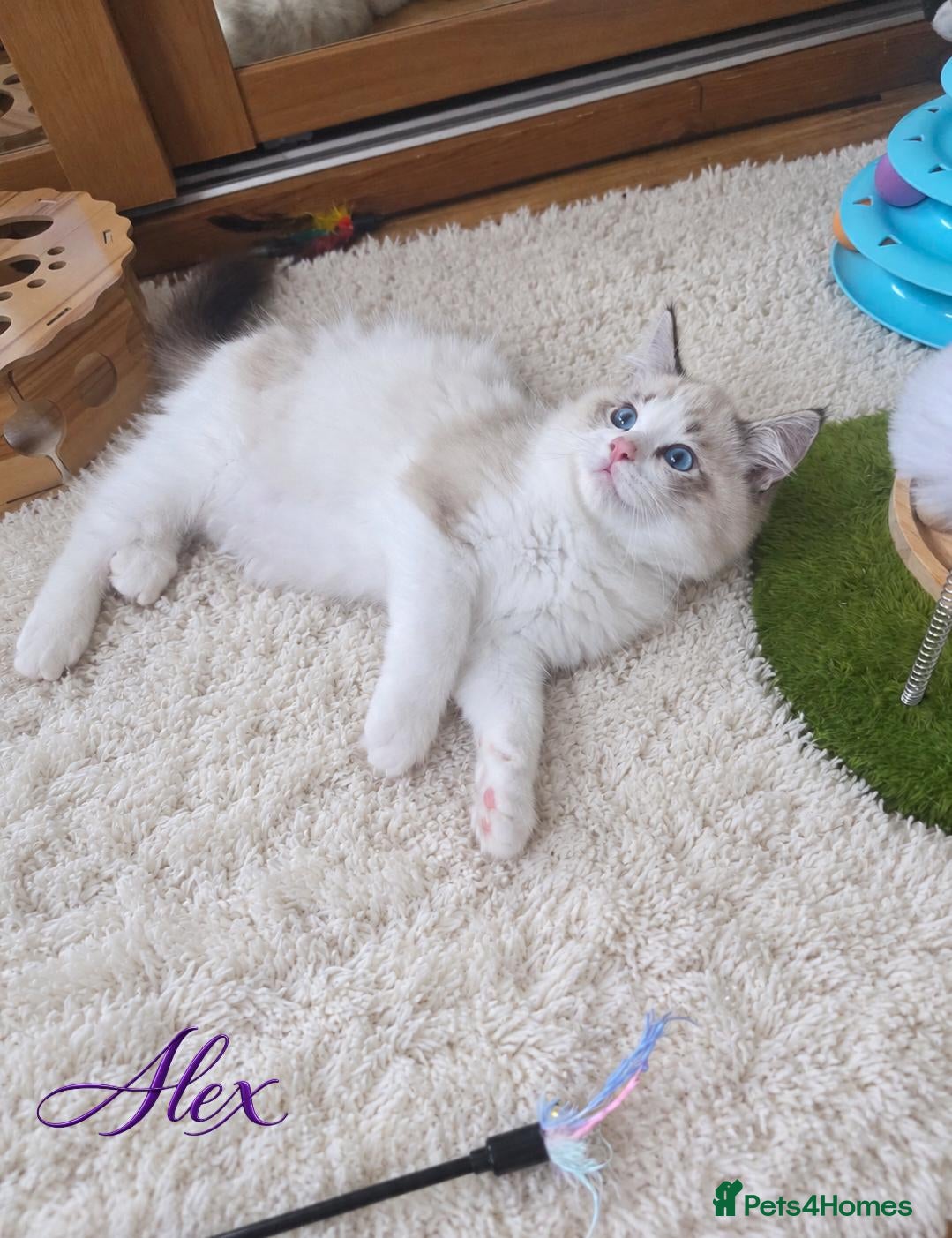 Ragdoll cats 🏆🥇 Last Boy Available ⭐ Premium GCCF Kittens  - Advert 7