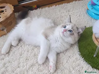 Ragdoll cats 🏆🥇 Last Boy Available ⭐ Premium GCCF Kittens - Advert 7