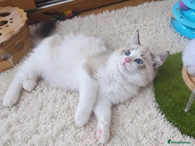 Ragdoll cats 🏆🥇 Last Boy Available ⭐ Premium GCCF Kittens - Advert 1