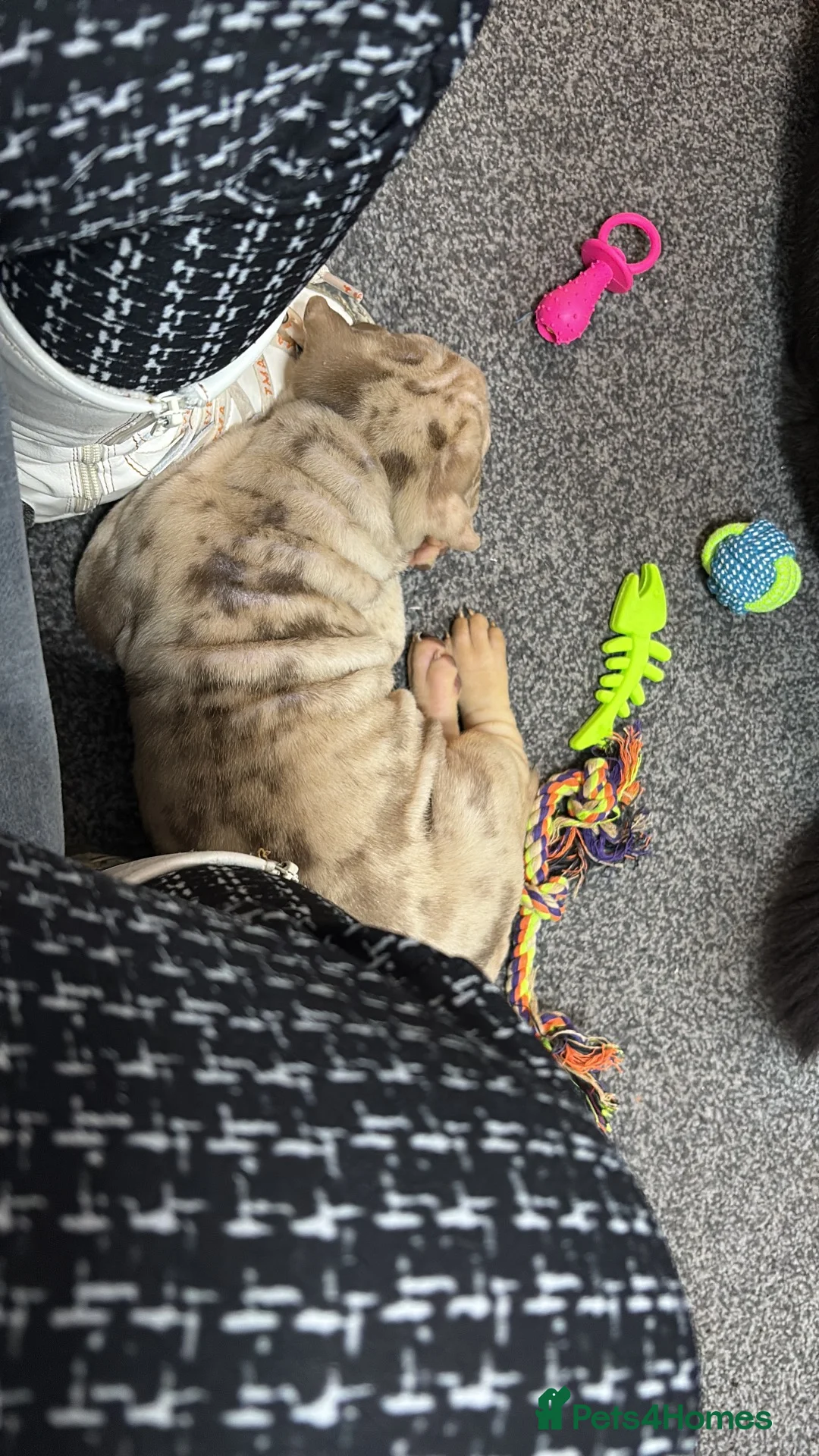 Shar Pei dogs for sale: Sharpei - Advert 3