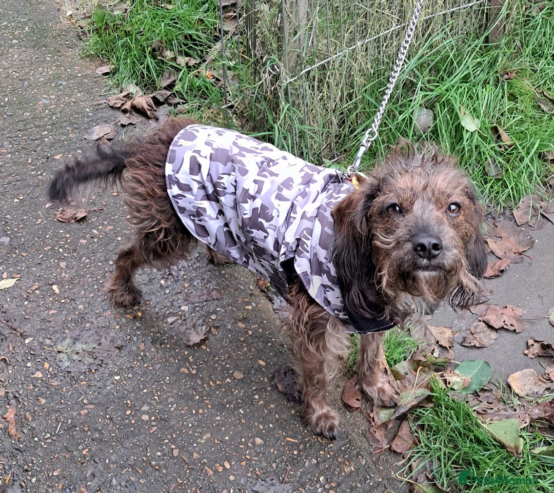 Mixed Breed dogs for sale: Peggy needs a loving home  - Image 5