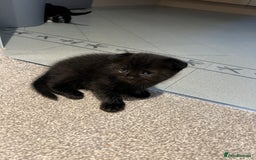 Scottish Fold cats for sale: Scottish fold  - Image 6