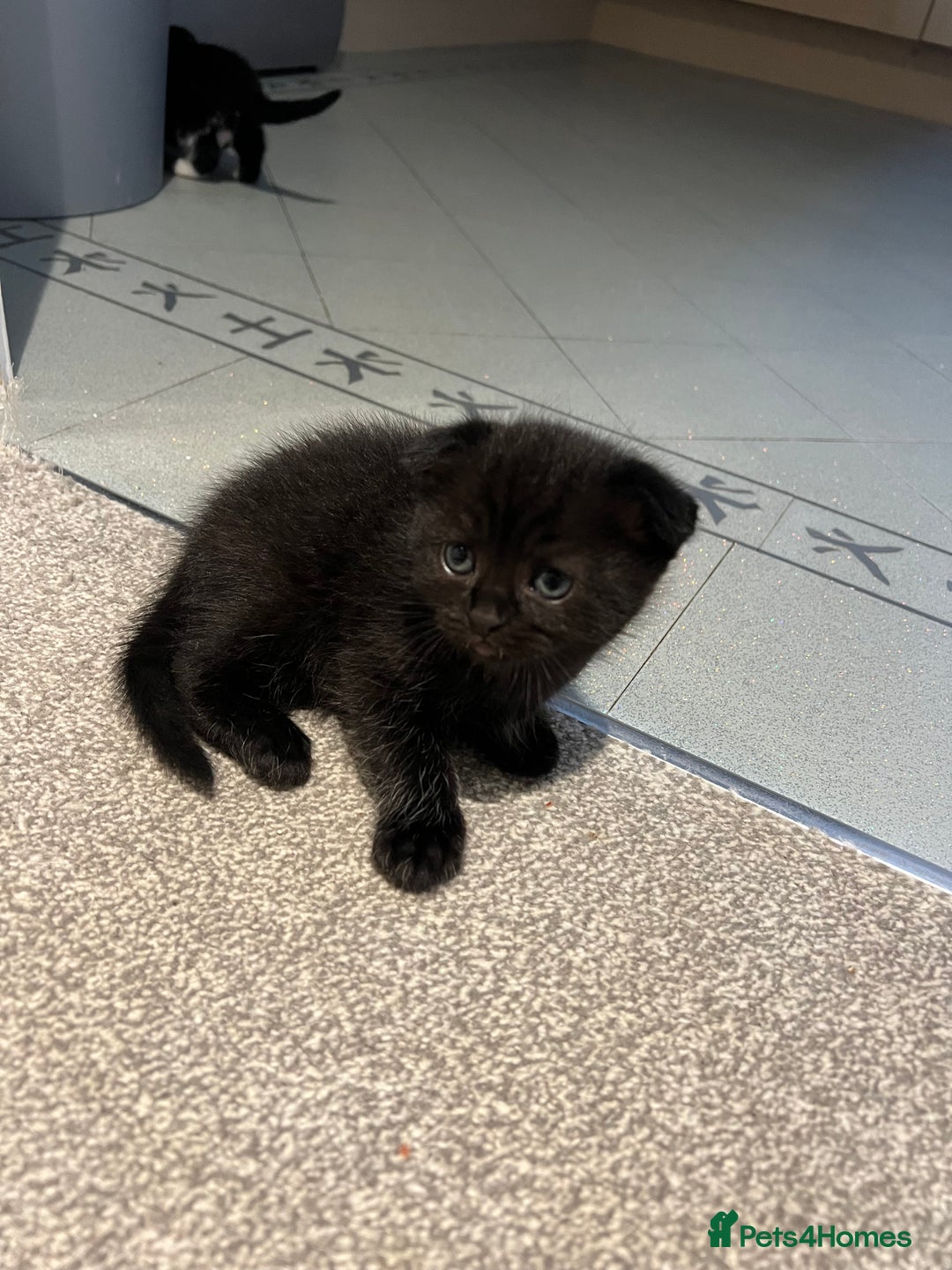 Scottish Fold cats for sale: Scottish fold  - Image 6