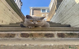 British Shorthair cats for sale: Willow – Beautiful Blue British Shorthair - Image 4