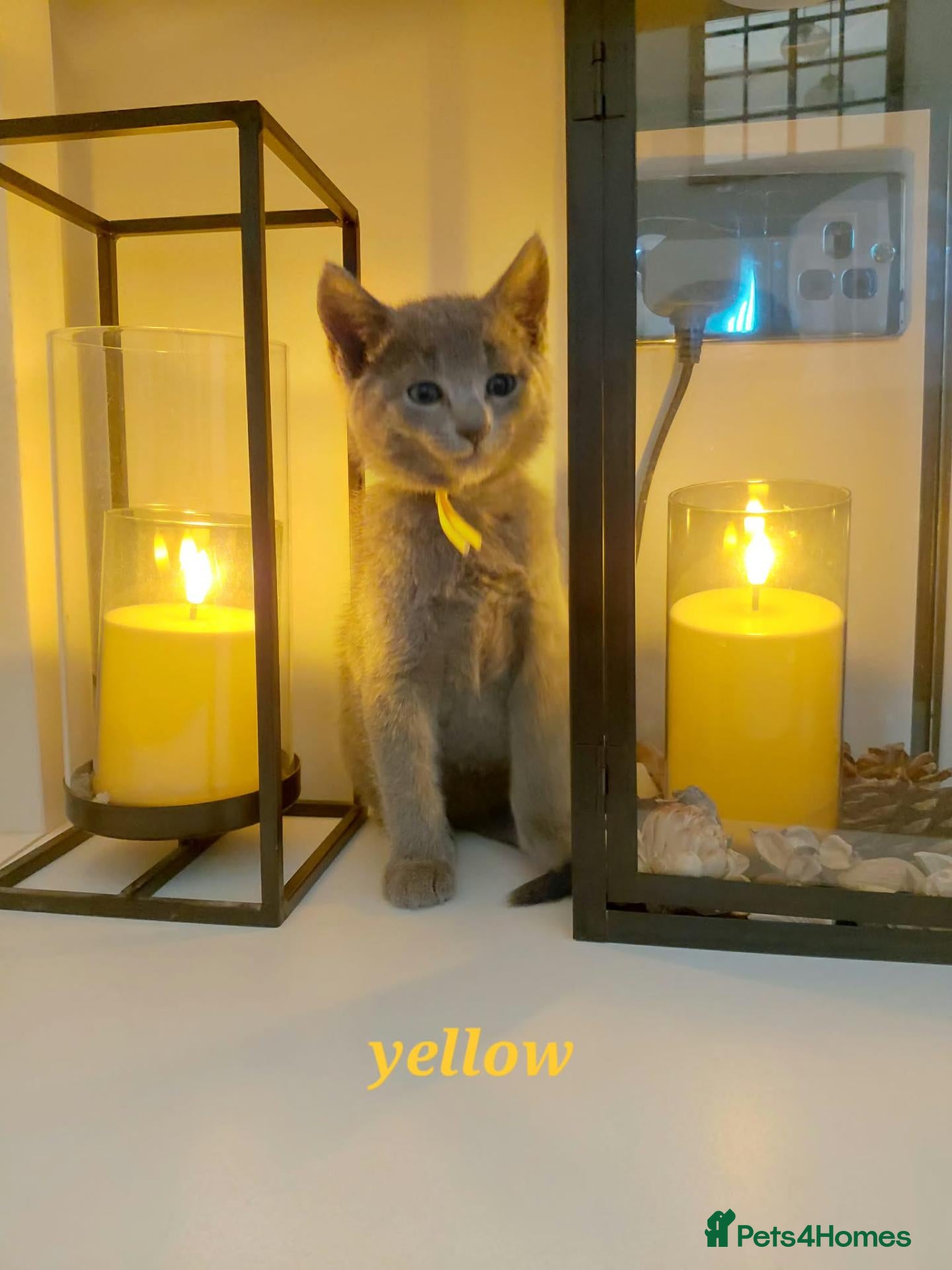 Russian Blue cats 🐾 All Kittens Reserved 🐾 - Advert 2