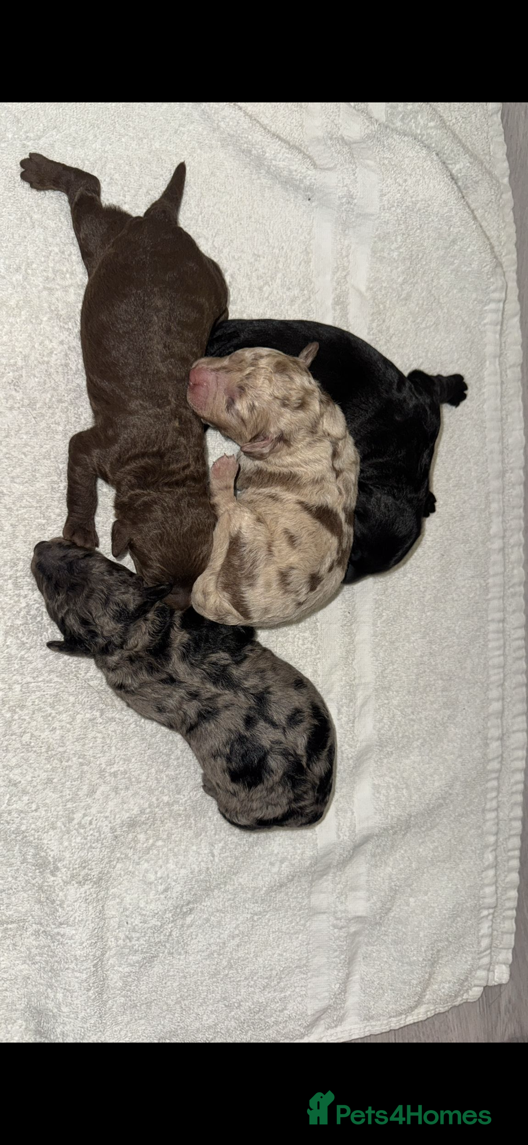 Labradoodle dogs for sale: Stunning labradoodle puppies - Advert 4