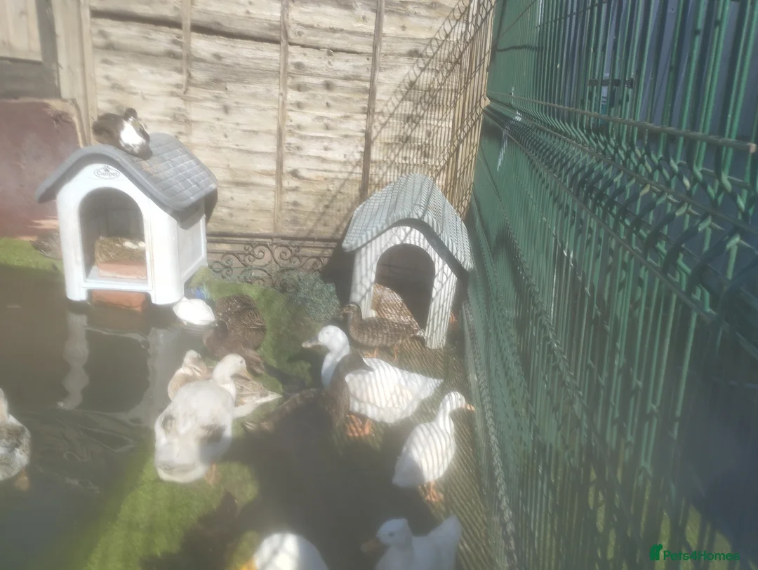 Ducks poultry for sale: Fertile duck eggs  - Advert 1