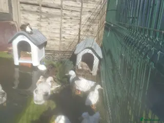 Ducks poultry Fertile duck eggs - Advert 1