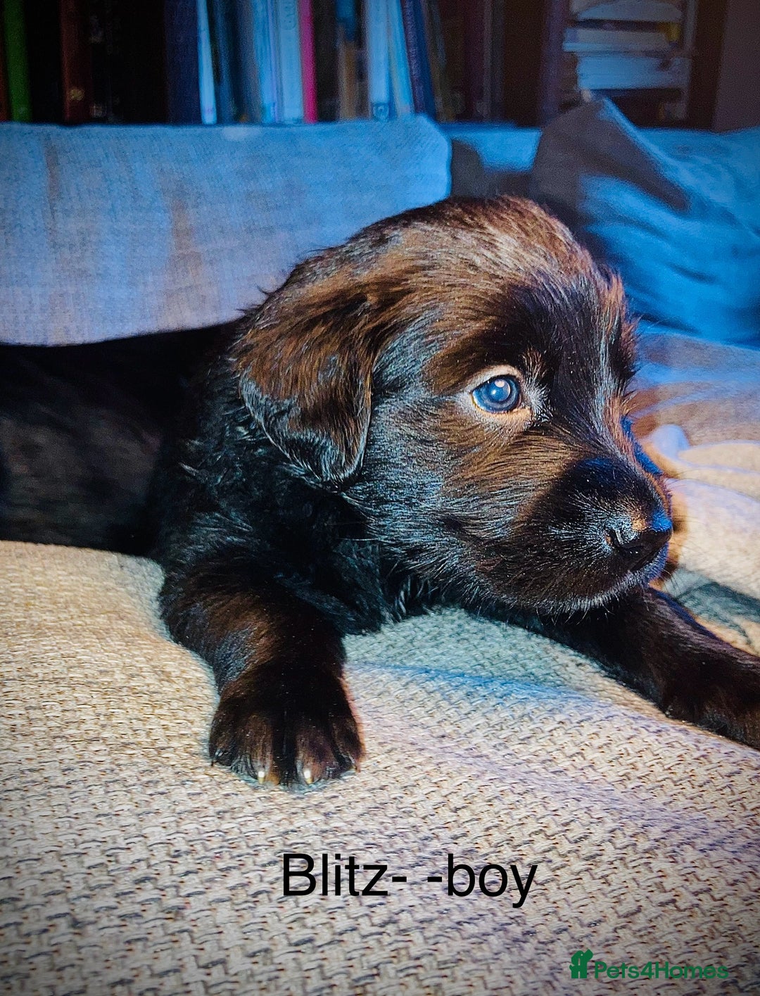 Mixed Breed dogs for sale: Golden retriever cross welsh collie  - Image 13
