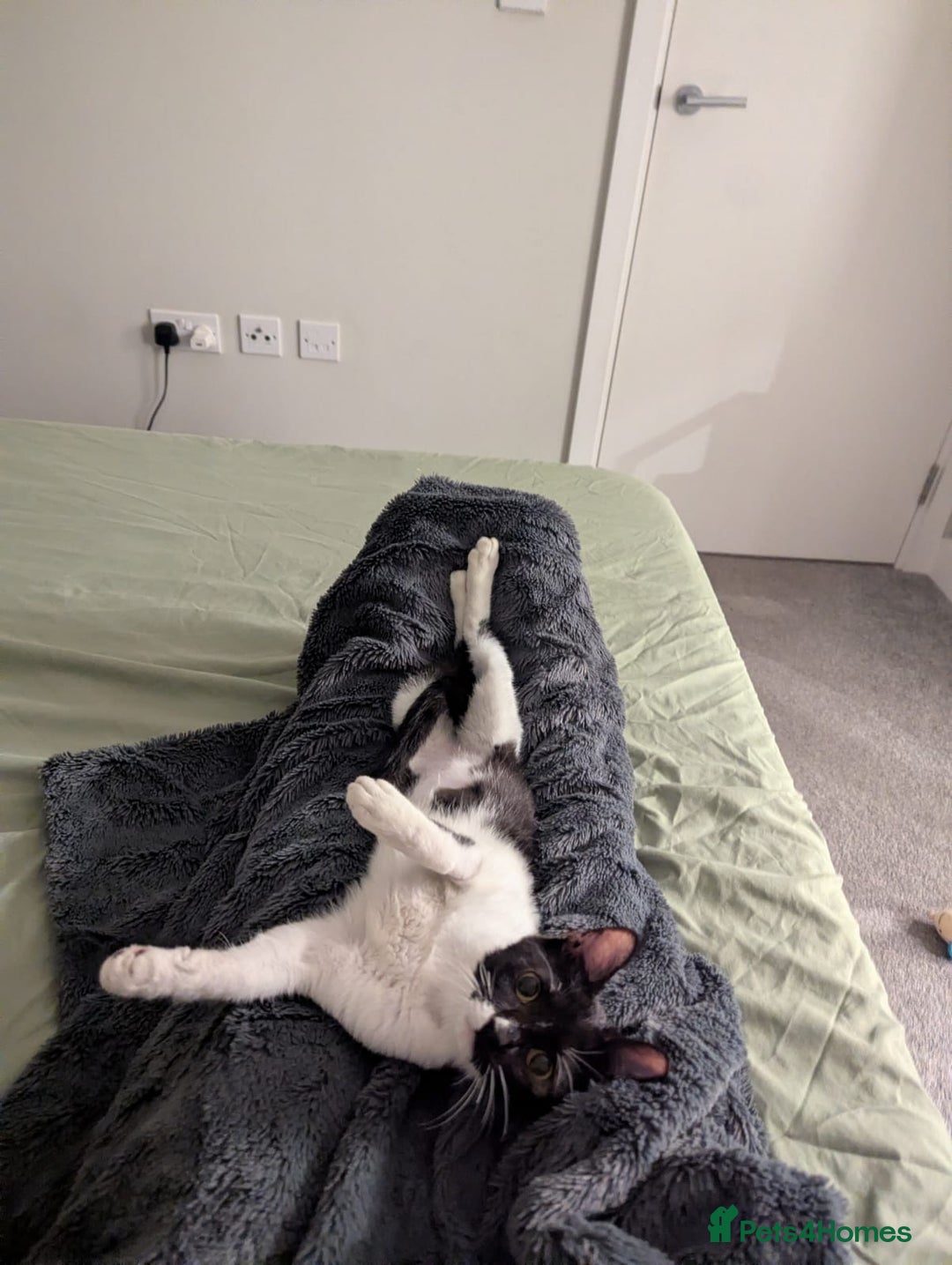 Mixed Breed cats for adoption: DAISY 6M USED TO CALM DOG-CUTE AS A BUTTON - Advert 3