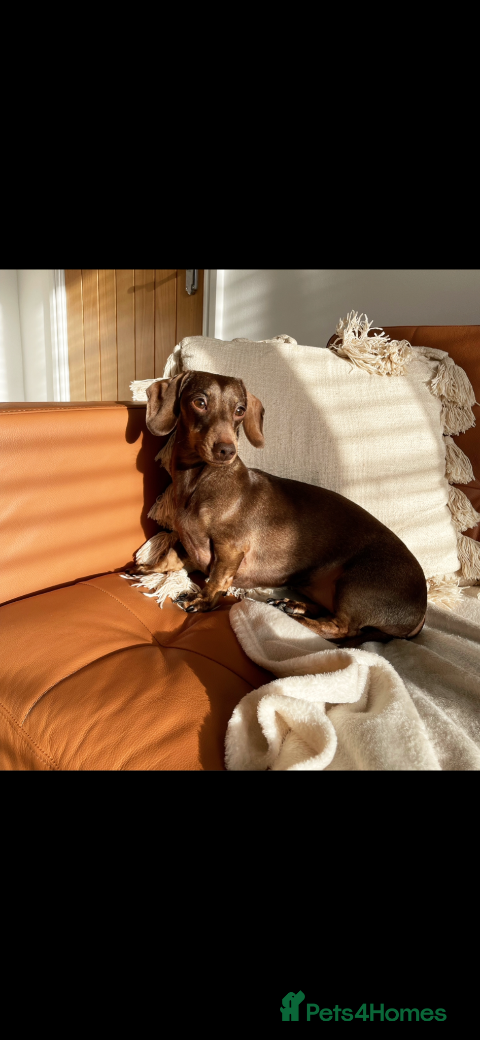 Miniature Dachshund dogs Miniature dachshund - Phoebe - Advert 1