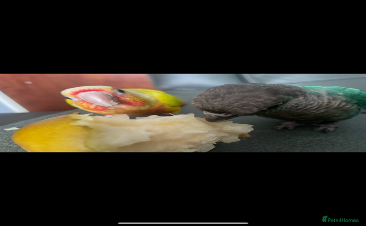 Conures birds - Advert 1
