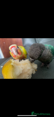 Conures birds - Advert 1
