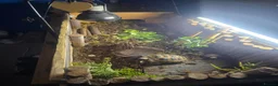 Tortoise reptiles for sale: Tortoise for sale - Advert 2