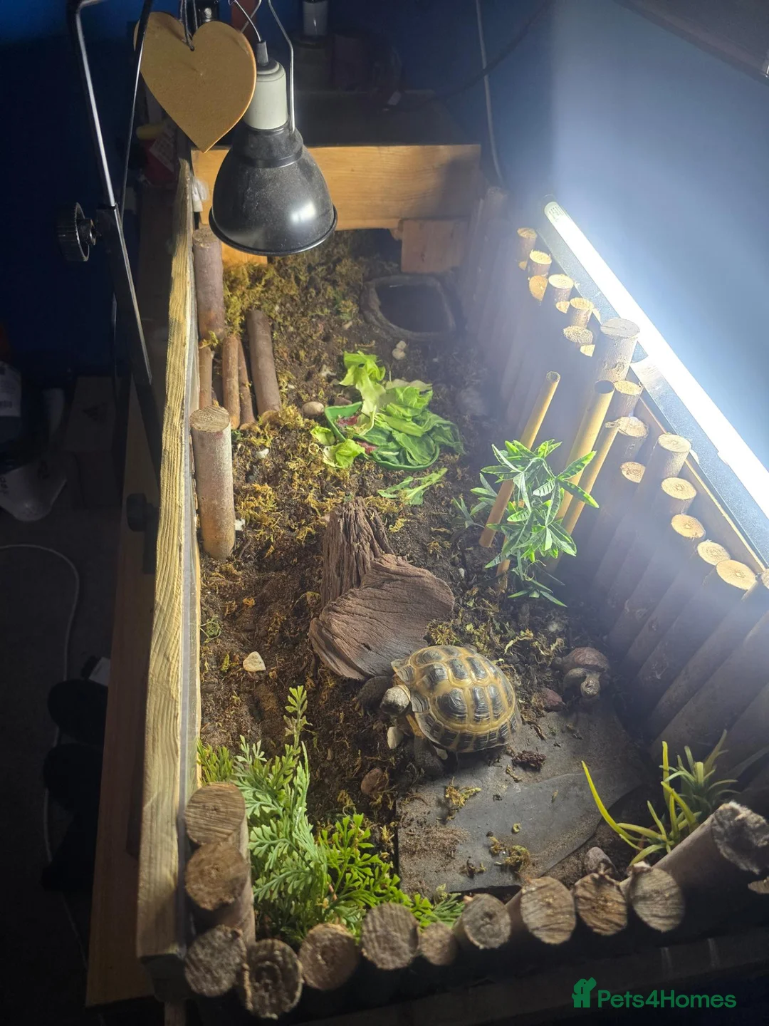 Tortoise reptiles for sale: Tortoise for sale - Advert 2