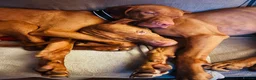 Hungarian Vizsla dogs for stud: Thor *PROVEN* 🇸🇮 Slovenian Champion bloodlines  - Advert 7