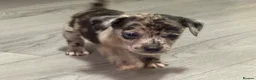 Jackshund dogs for sale: Beautiful jackweenies for sale  - Advert 18