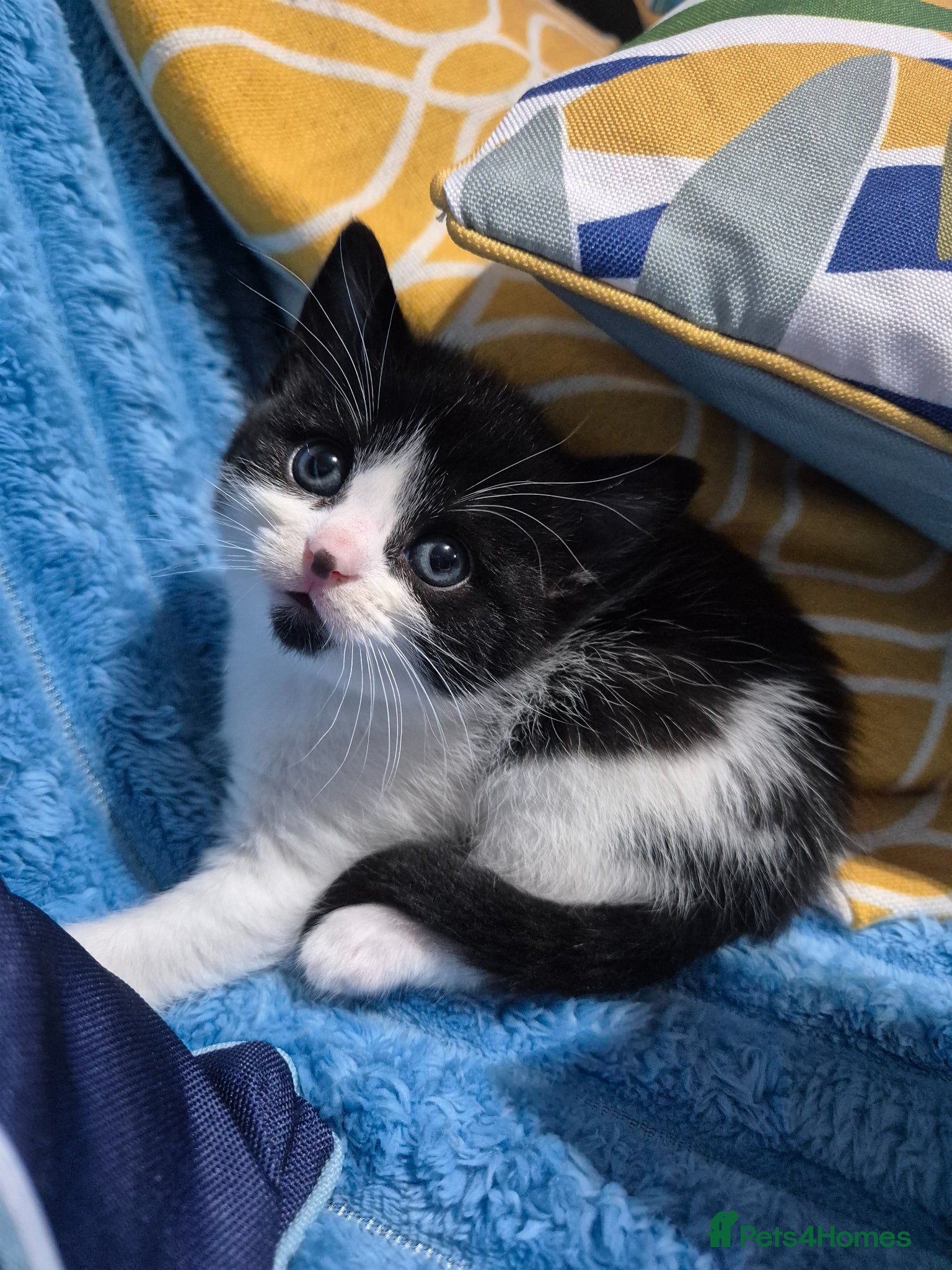 Mixed Breed cats mixed breed kittens - Advert 5