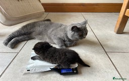 British Shorthair cats for sale: GCCF BSH Beautiful Kittens  - Image 3
