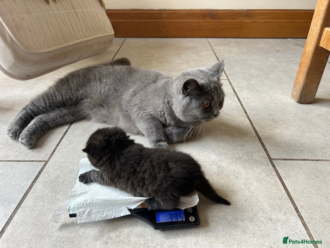 British Shorthair cats for sale: GCCF BSH Beautiful Kittens  - Image 3
